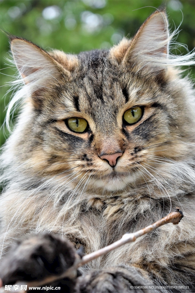 猫