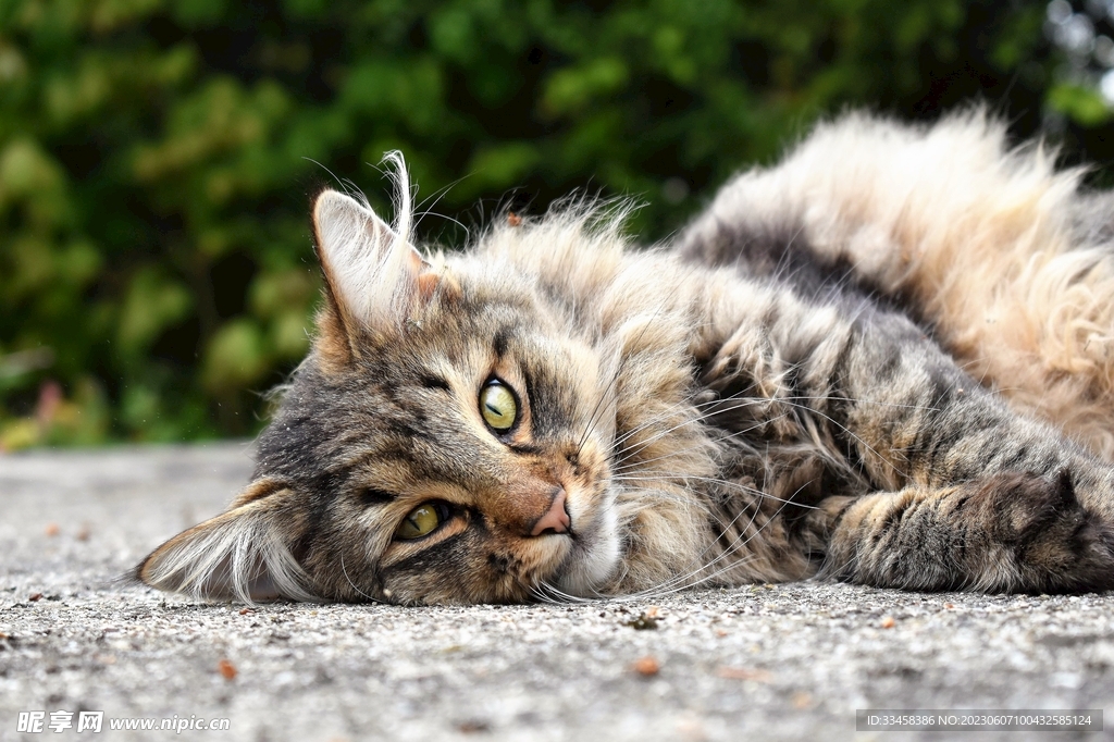 猫