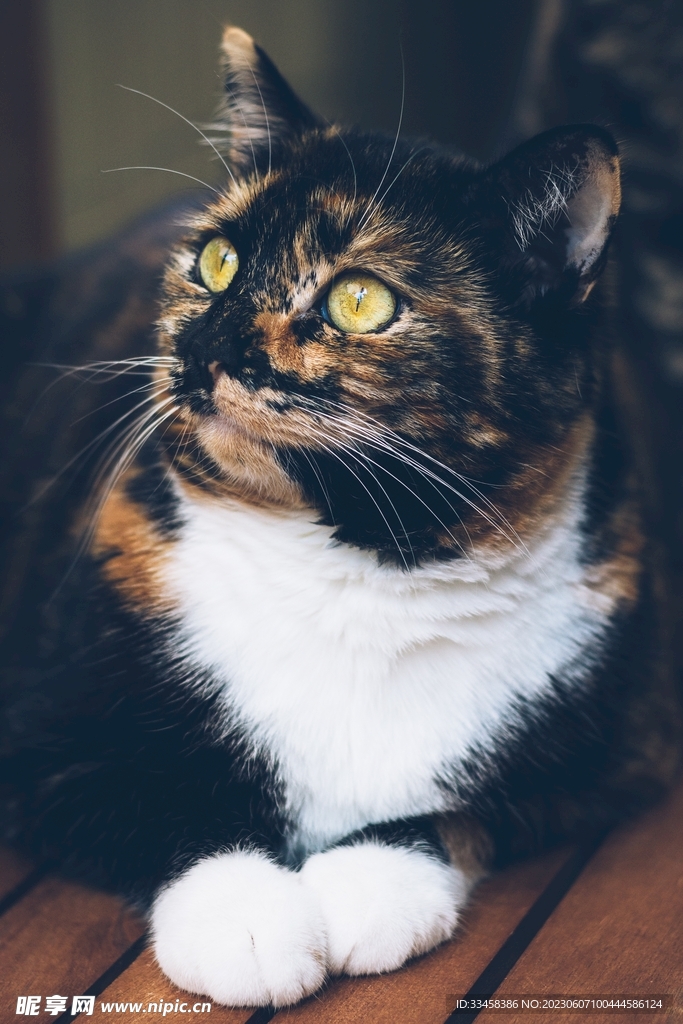 猫