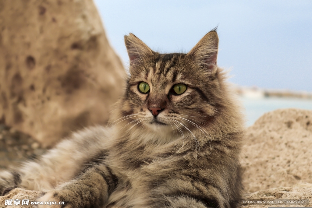 猫