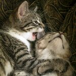 猫