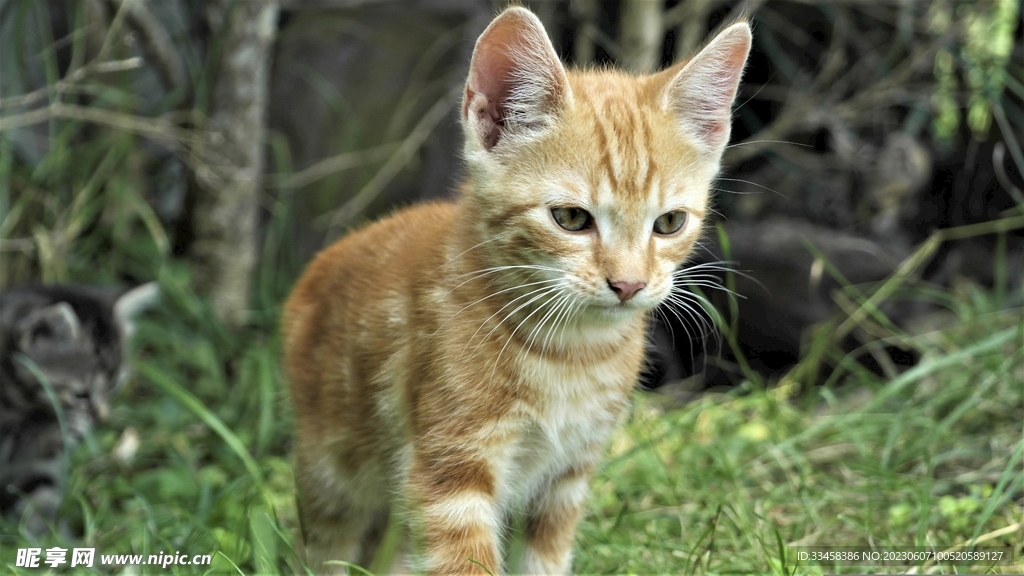 猫