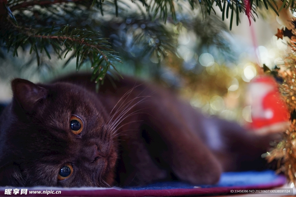 猫