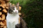 猫