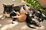 猫