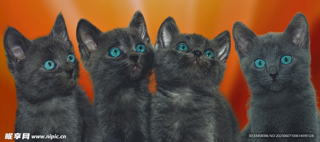 猫