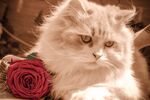 猫
