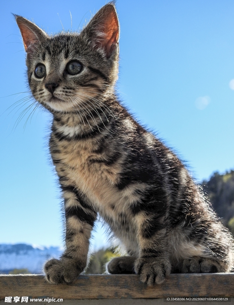猫