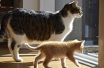 猫