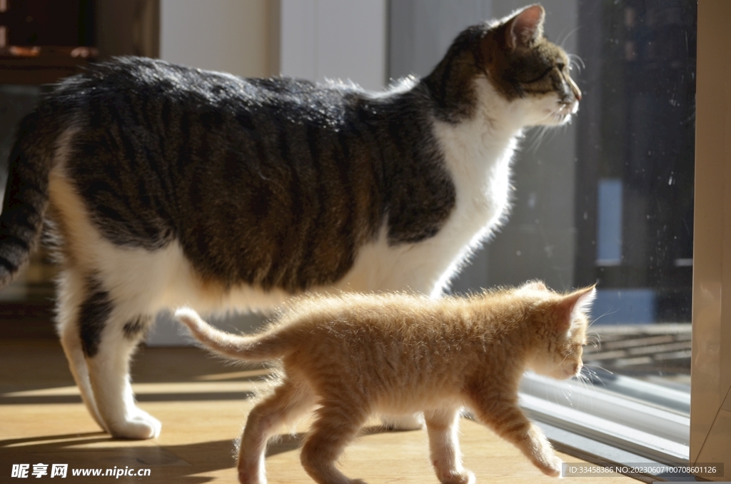 猫