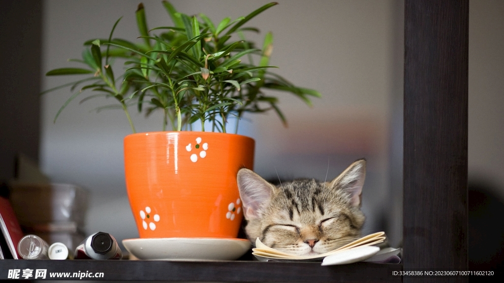 猫