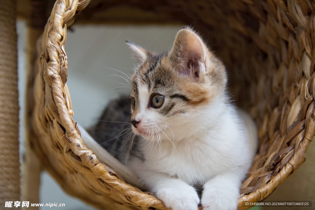 猫