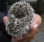 刺猬