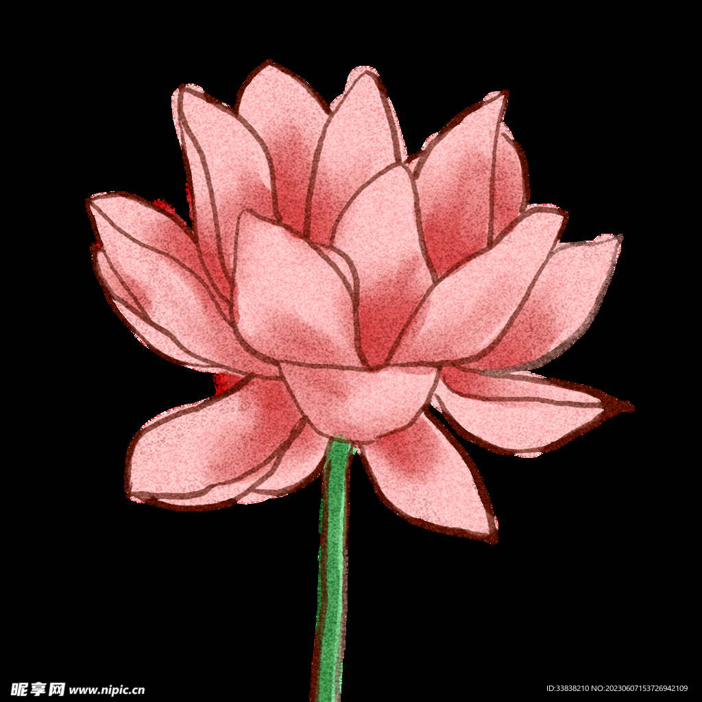荷花
