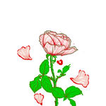  一束花