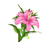 治愈花 
