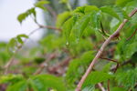 雨后爬山虎