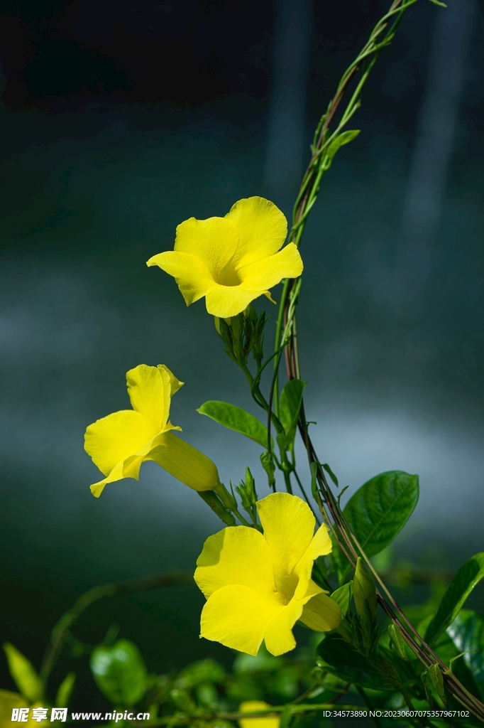 藤上黄花