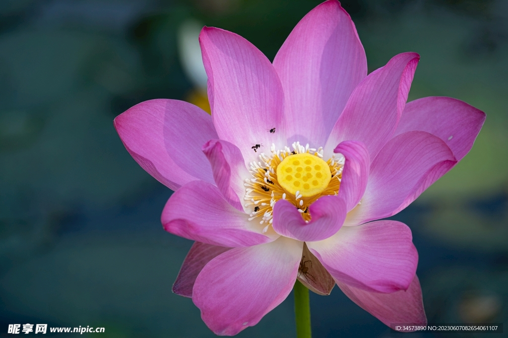 花蕊中的蜜蜂