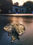 雨后树叶