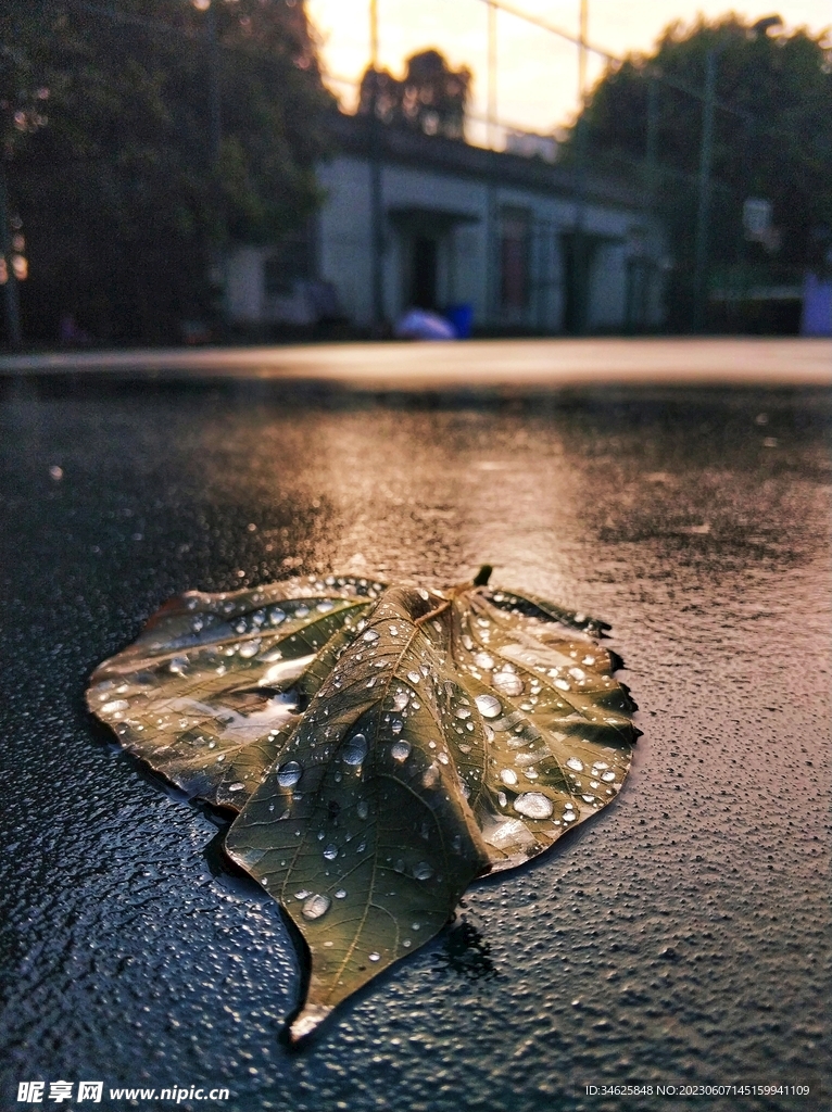 雨后树叶