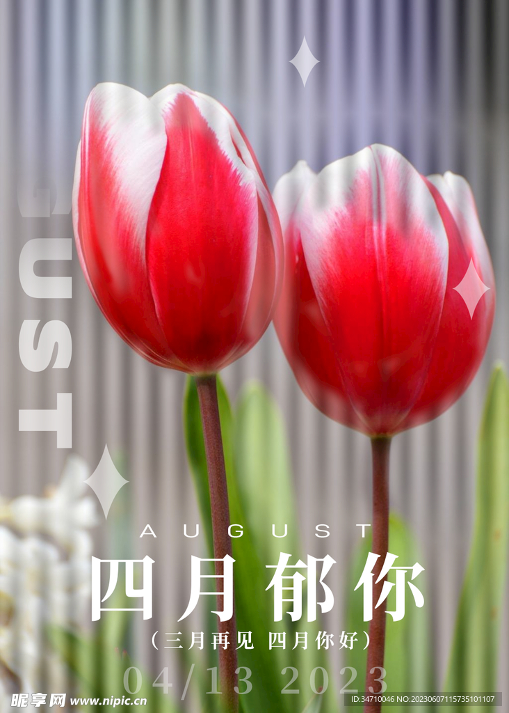 郁金香