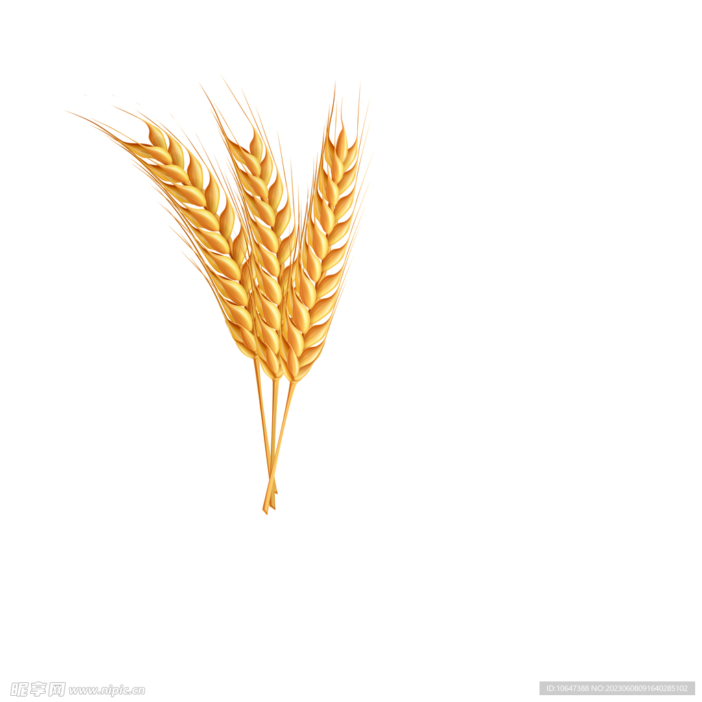 麦穗