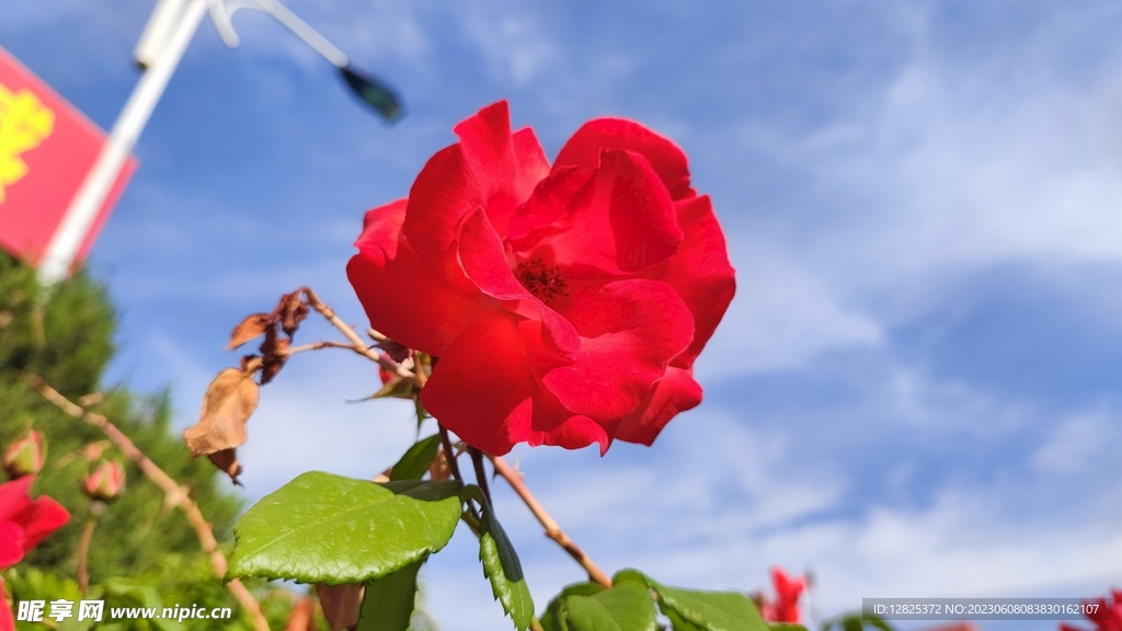 手机随拍鲜花月季花