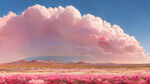 夏天；沙漠；粉色的云；一块长满玫瑰花的土地；詹姆士古尼；艺术站渲染；超宽镜头；高清晰度
