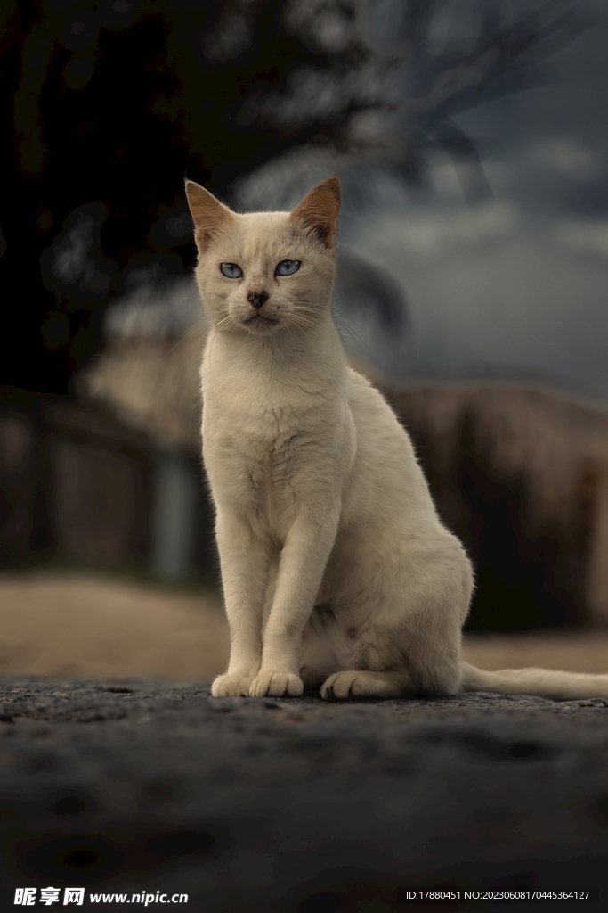 猫
