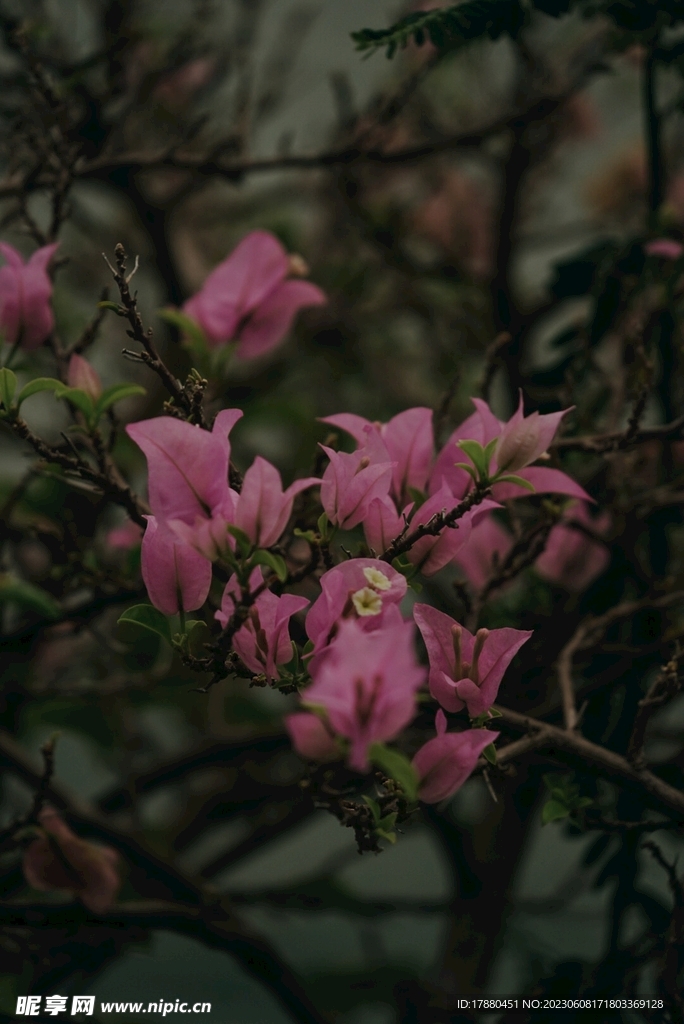 叶子花