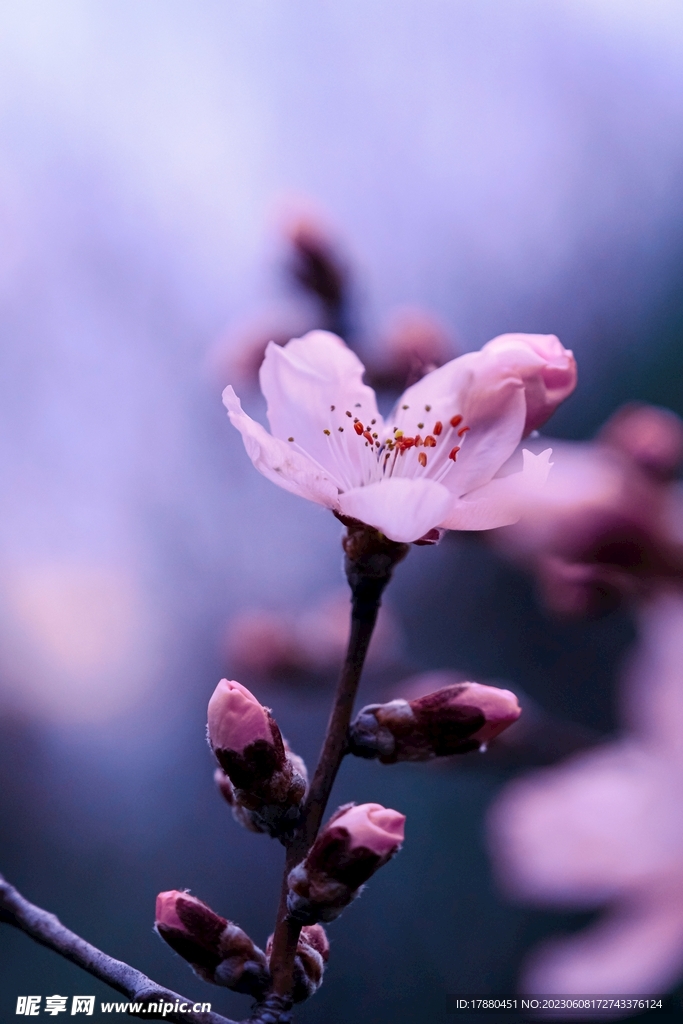 山桃花