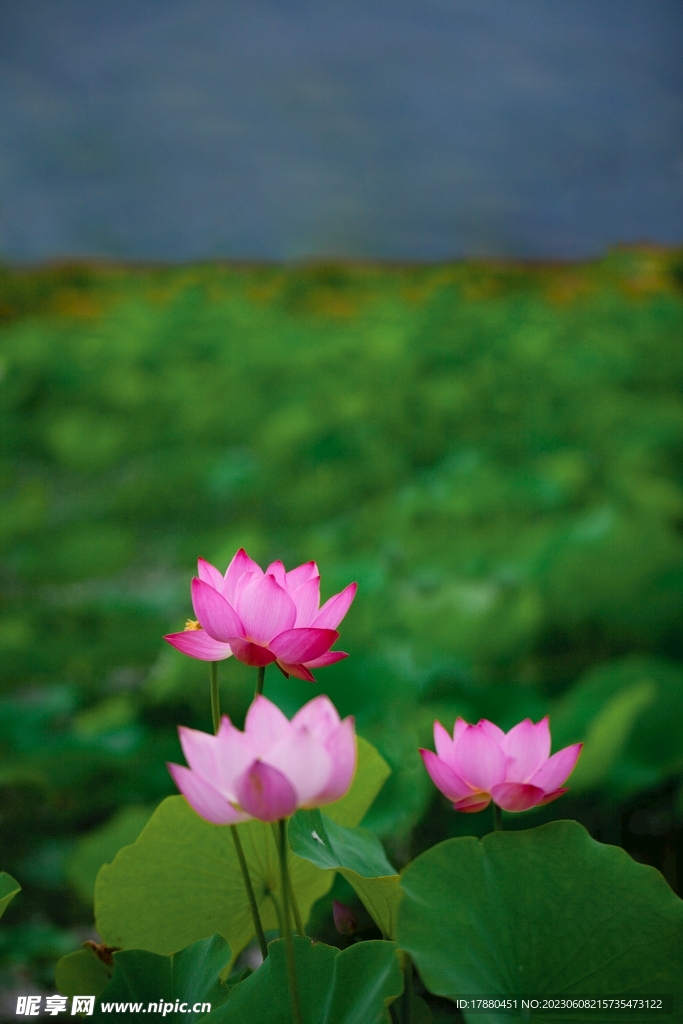 荷花
