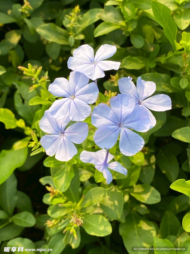 蓝花丹