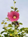 端午花