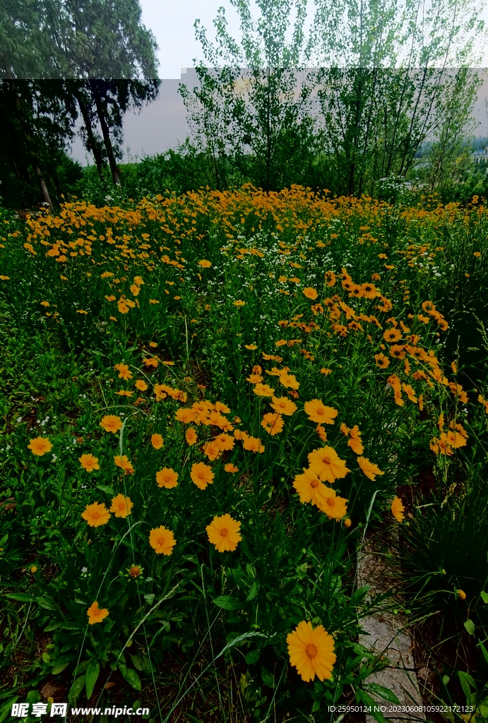 金鸡菊