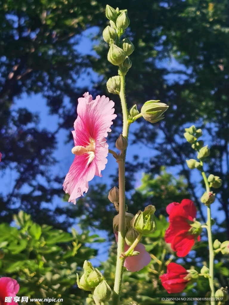 端午花