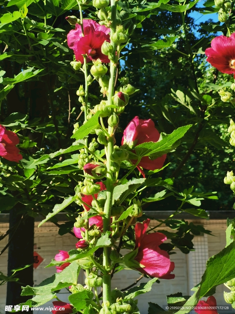 端午花