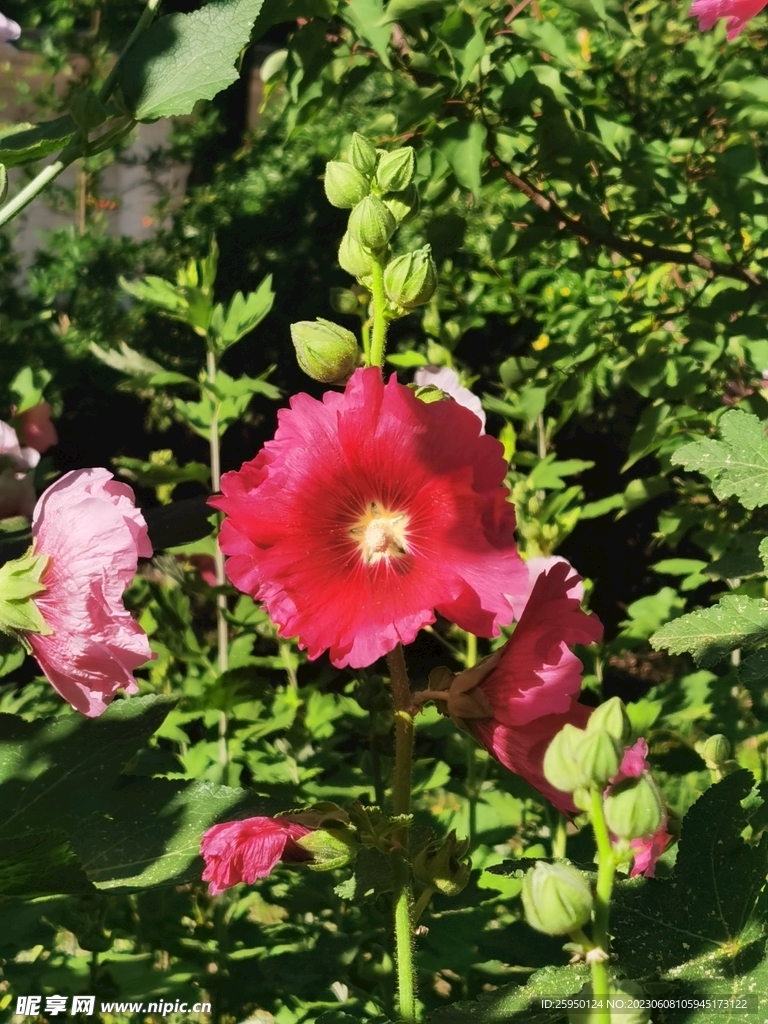 端午花