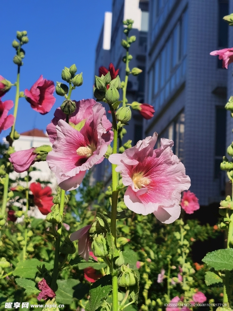 端午花