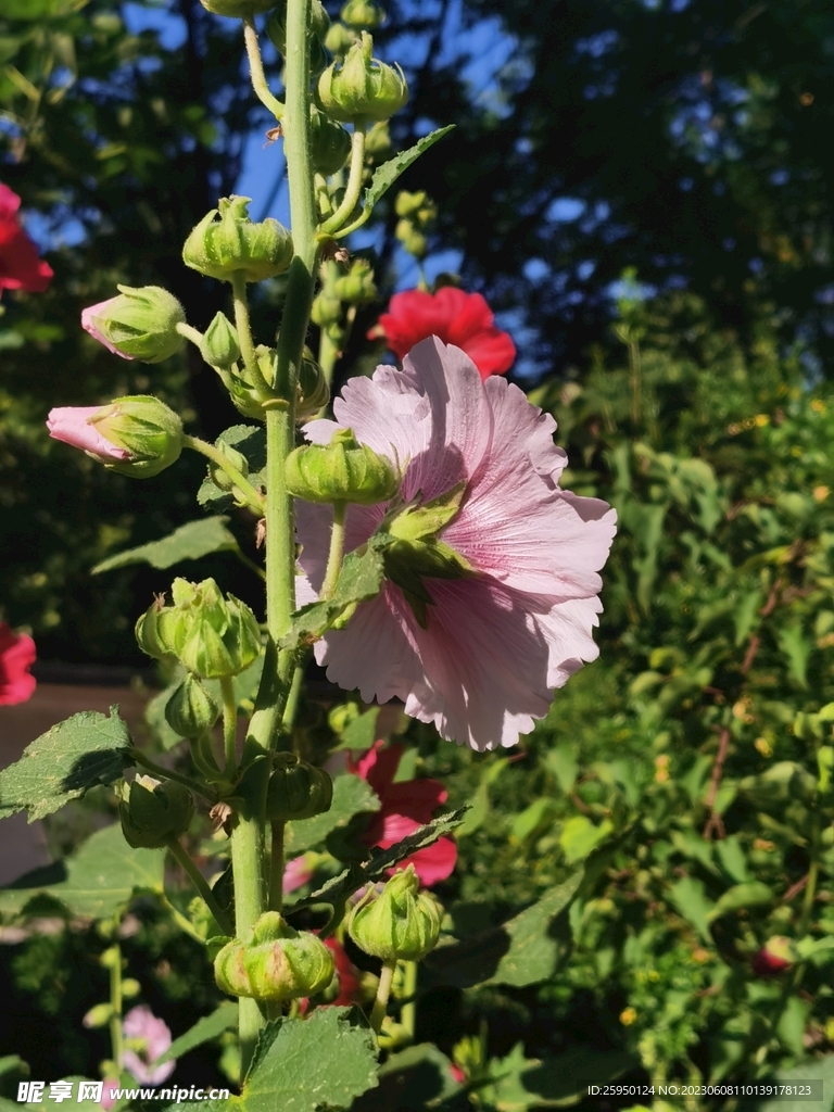 端午花
