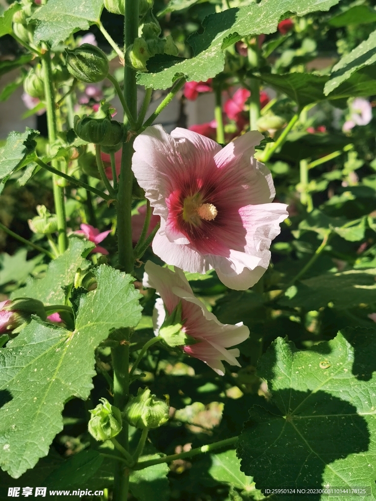 端午花
