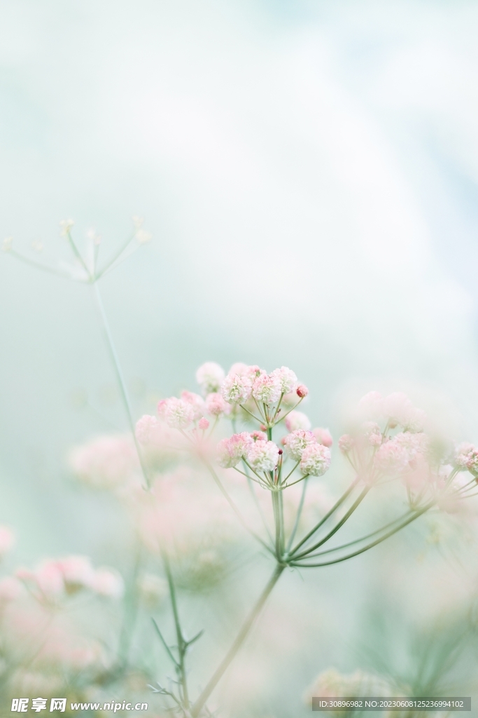 小清新花卉背景