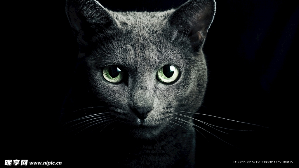 夜晚猫咪