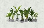 盆栽植物模型