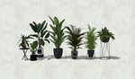 盆栽植物模型