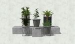 绿植模型