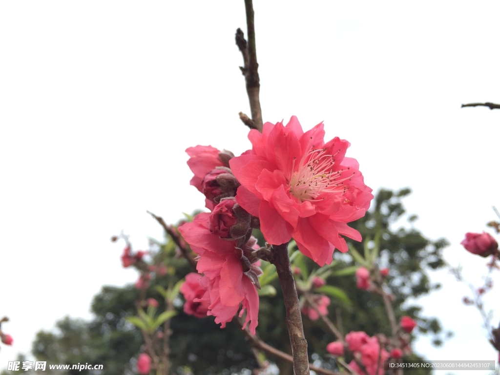 桃花