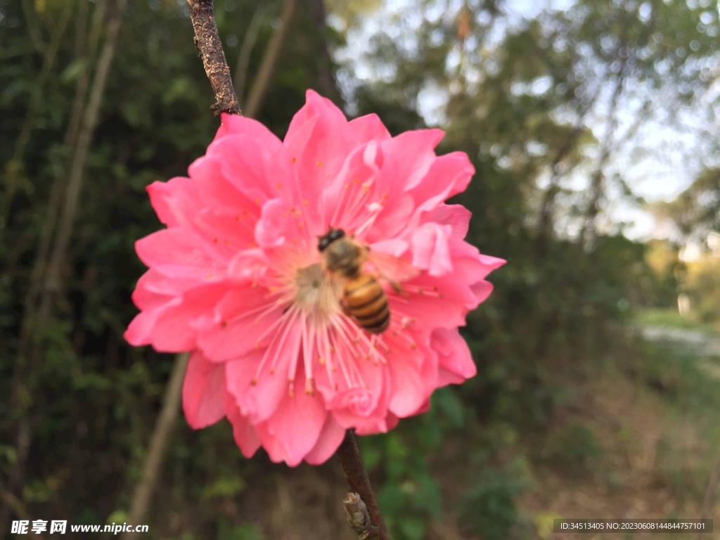 桃花   蜜蜂