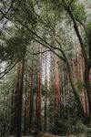 茂密森林